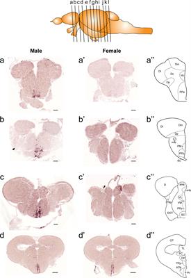 Sexual Dimorphic Distribution of Hypothalamic Tachykinin1 Cells and Their Innervations to GnRH Neurons in the Zebrafish